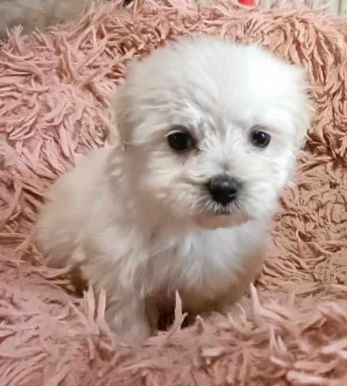 Bb shana 2024 lucy chiot bichon elevage du bois foucher 1